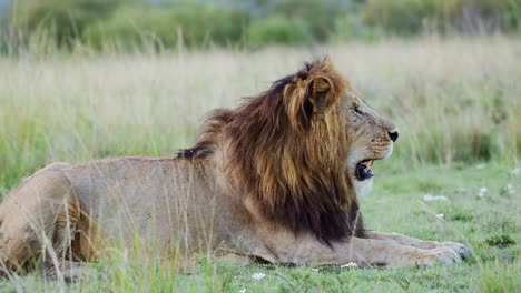 Zeitlupe-Eines-Männlichen-Löwen-Im-Masai-Mara-Nationalreservat-In-Kenia,-Afrika,-Wunderschöne-Afrikanische-Tierwelt-Auf-Safari-In-Der-Masai-Mara,-Mara-North-Conservancy,-Große-Fünf-Tiere,-Die-Auf-Dem-Boden-Liegen