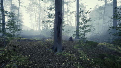 Misty-morning-in-the-woods-with-rays-of-light