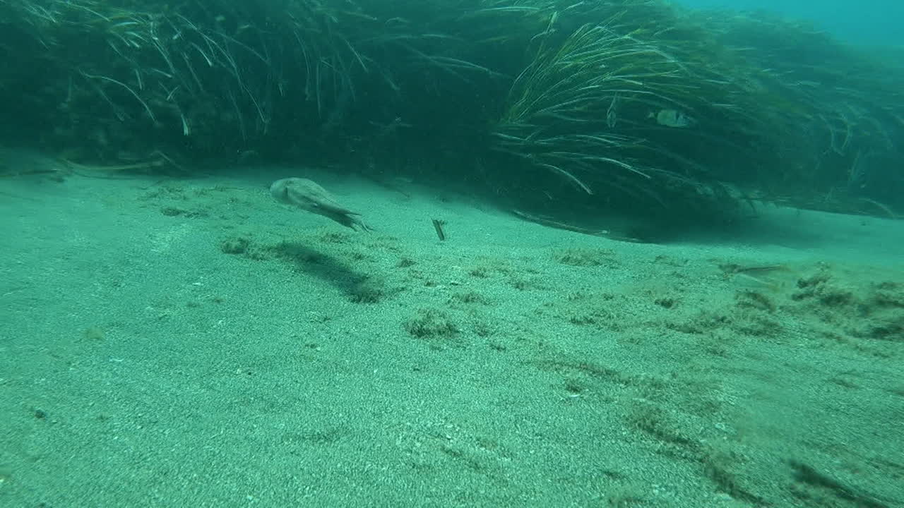 Octopus in Underwater Seabed Environment