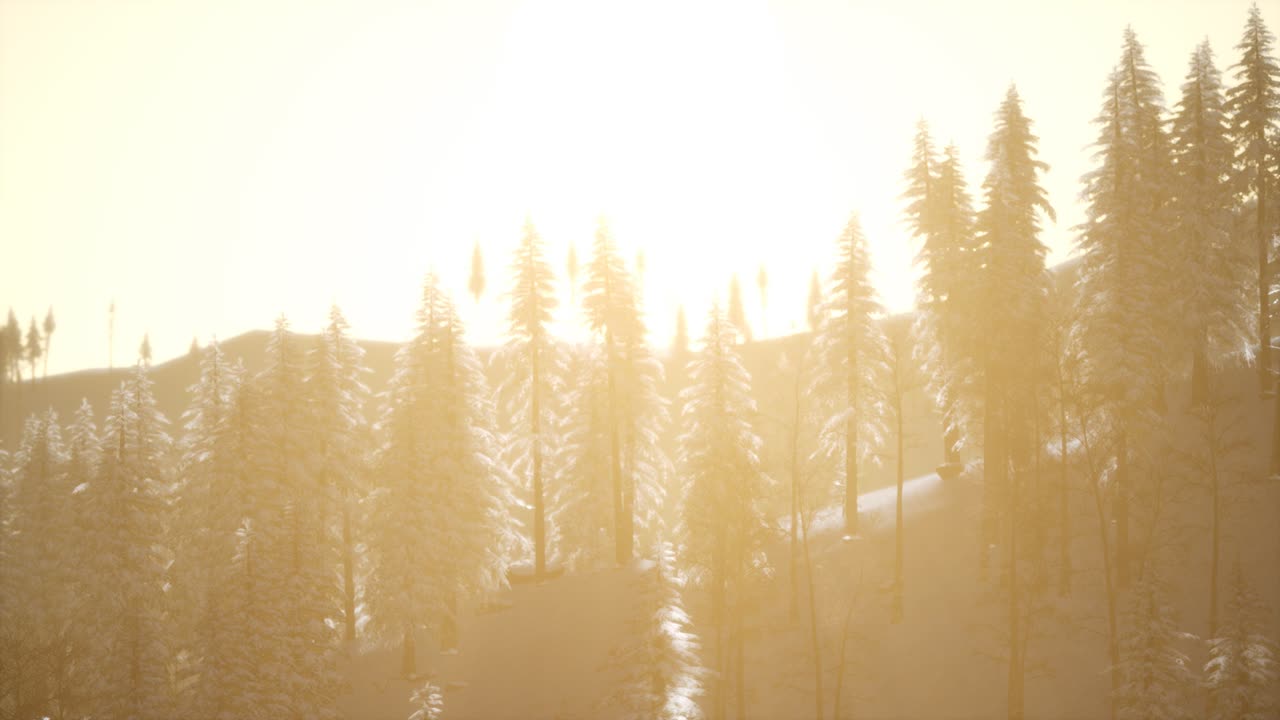 воздушный вид леса в холодное зимнее утро