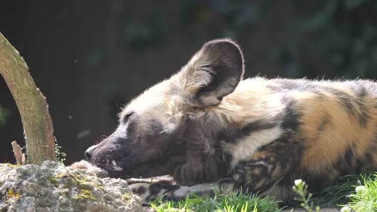 Inquadratura ravvicinata di un licaone selvatico che mangia la preda dopo la caccia nella savana in una giornata di sole.