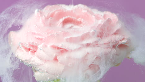 pink ranunculus flower in water with bubbles