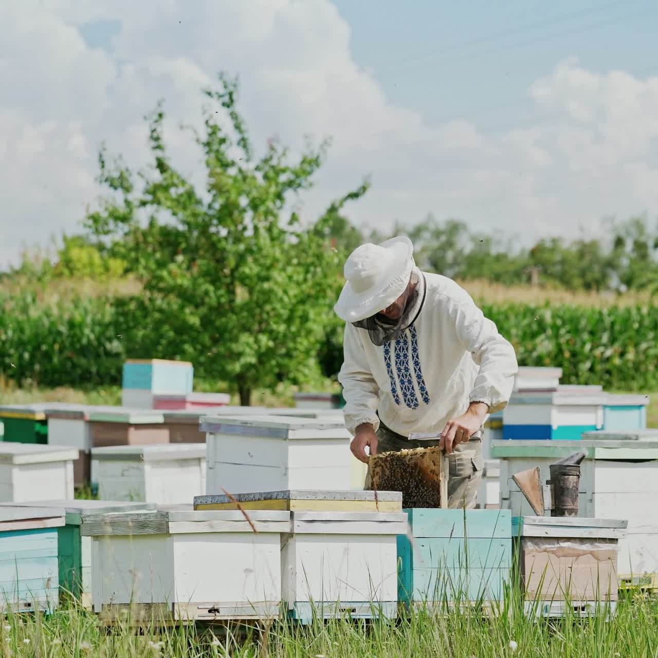 Beekeeper at work. Frames of a bee hive. Apiary concept