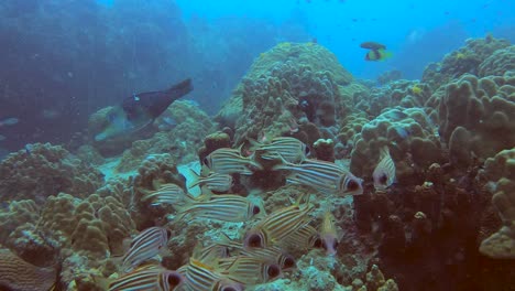 big eye squirrel fish chilling together on coral reef. lots of other fish swimming around.