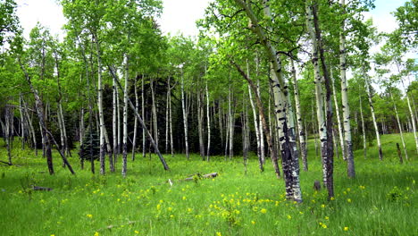 Cinematic-Aspen-Tree-trees-field-Colorado-Evergreen-with-yellow-purple-flowers-lush-green-tall-grass-matured-grove-Vail-Breckenridge-Telluride-Rocky-Mountain-National-Park-noon-day-pan-to-left