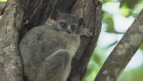 Lemur-Deportivo-Dormita-En-Un-Agujero-De-Rama-Durante-El-Día