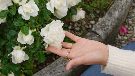 woman gently touch blooming rose flower, close up