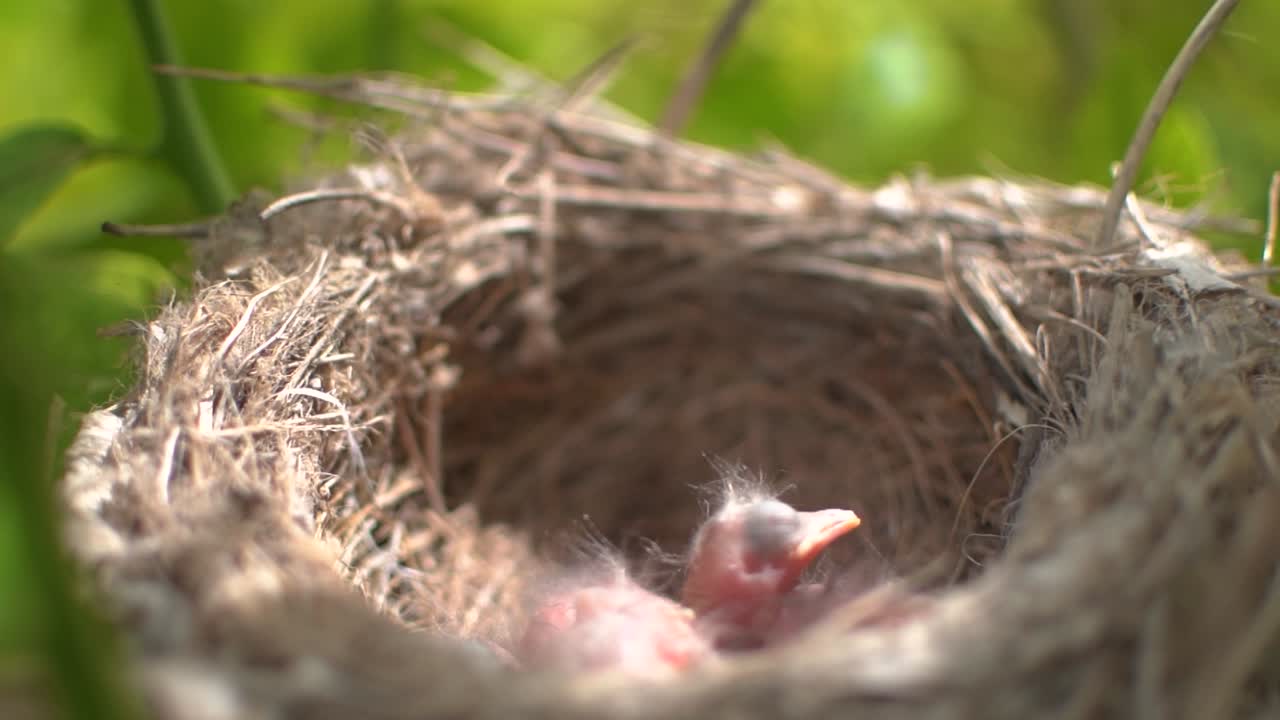 Two newborn birds in a nest