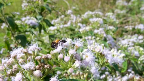 Close-up-of-honey-bee-collecting-pollen-on-a-wild-flower-in-a-windy-breeze-on-sunny-day