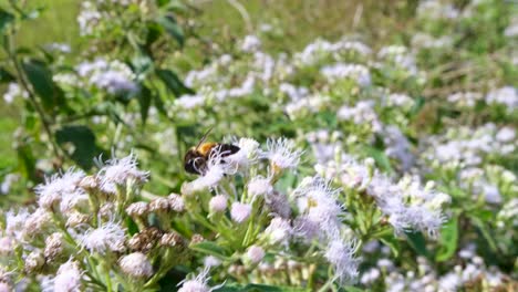 cerca de la abeja de la miel recogiendo polen en una flor silvestre en una brisa ventosa en un día soleado