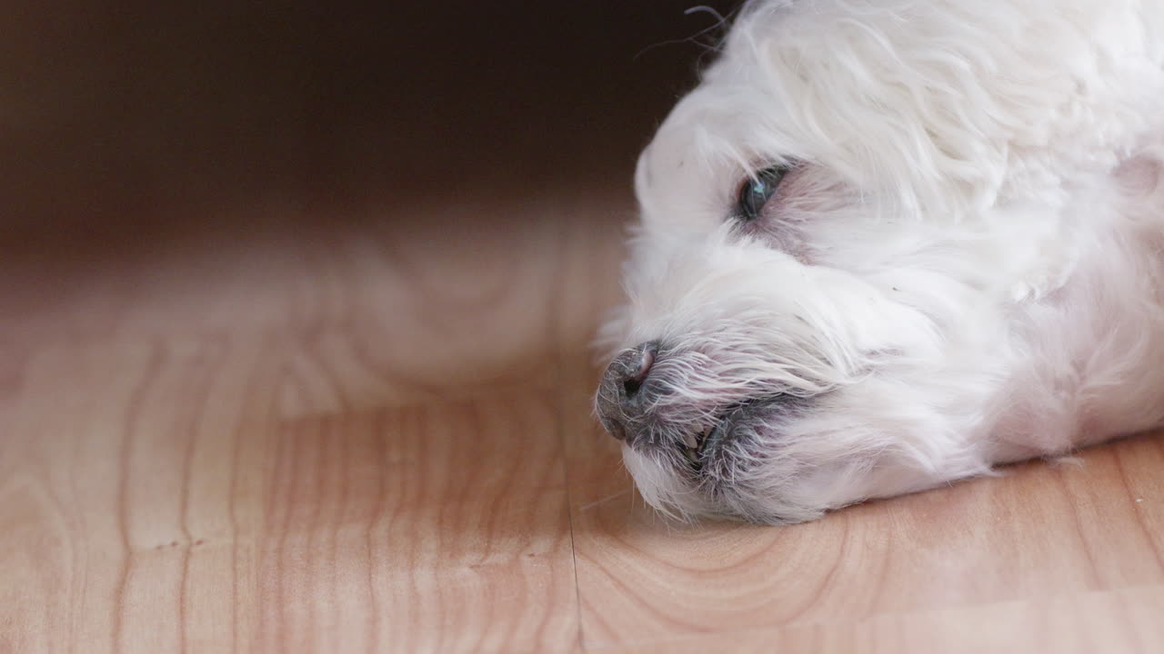 Relaxed bichon havanese puppy lying on wooden floor