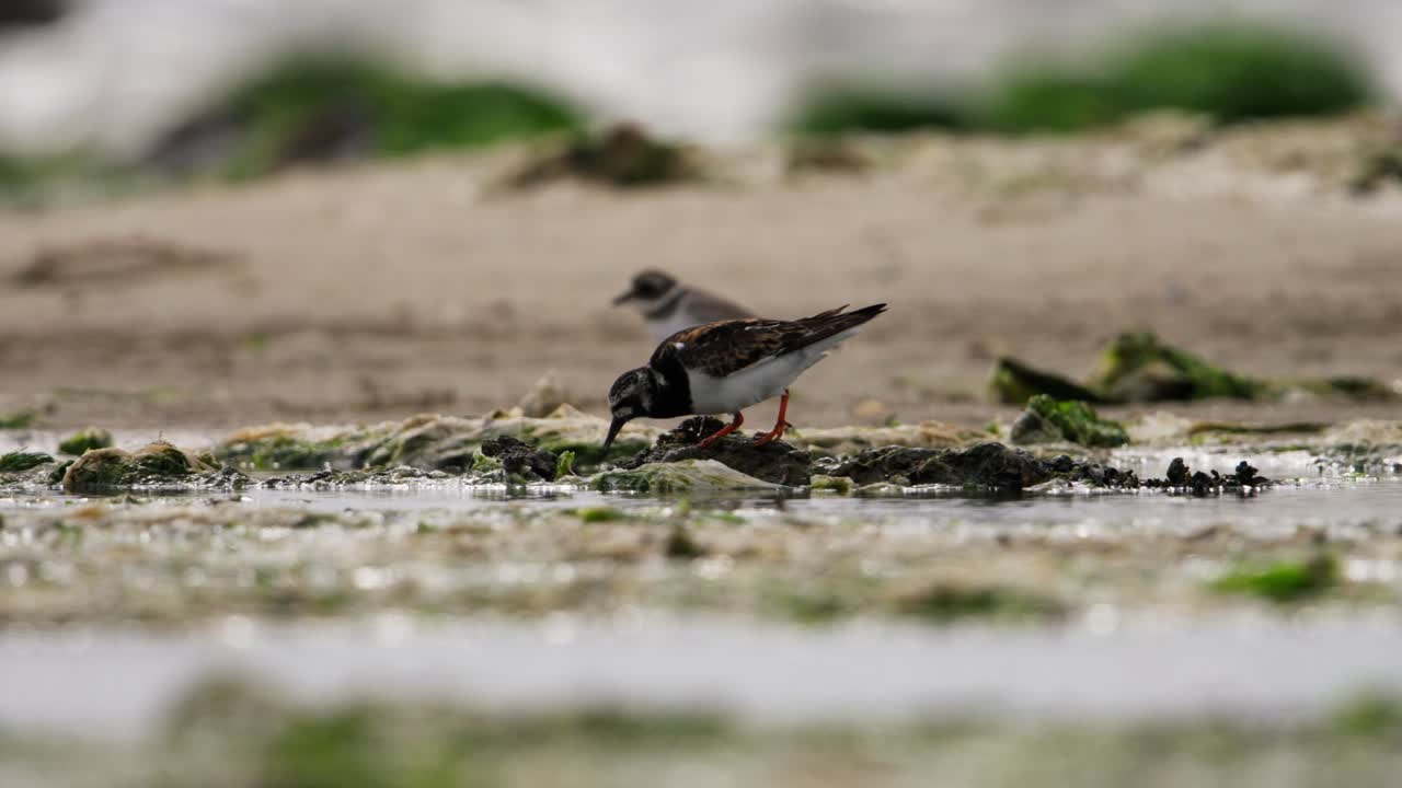 piedra giratoria roja alimentándose en la orilla