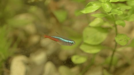 neon tetra fish in an aquarium