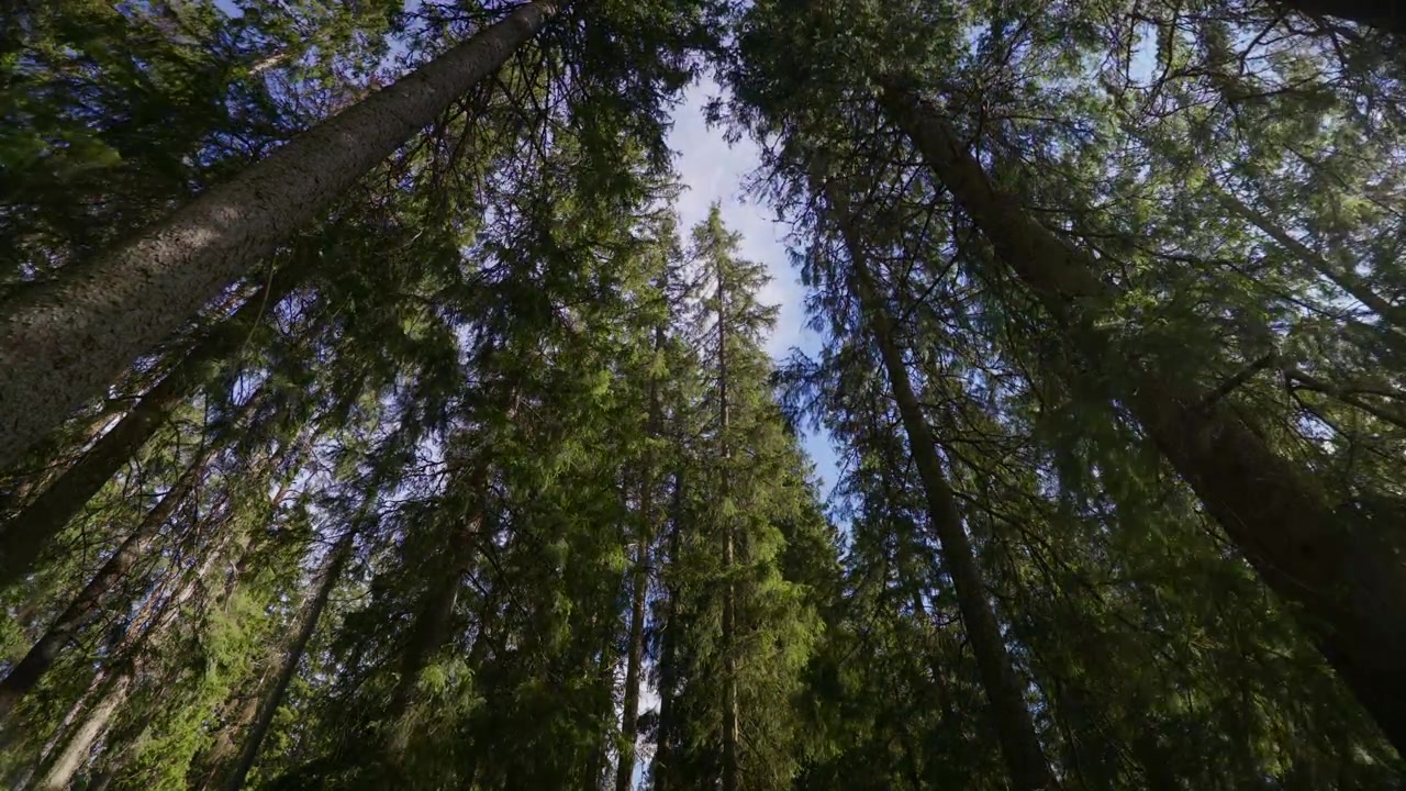 Sguardo verso l'alto su imponenti pini con la luce del sole che filtra tra i loro rami in una foresta norvegese. Ideale per documentari sulla natura o progetti ambientali.