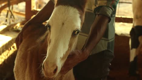 close up man holding horse baby foal in a stable