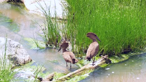 pair of hammerhead or shadow bird (scopus umbretta) at a watering hole