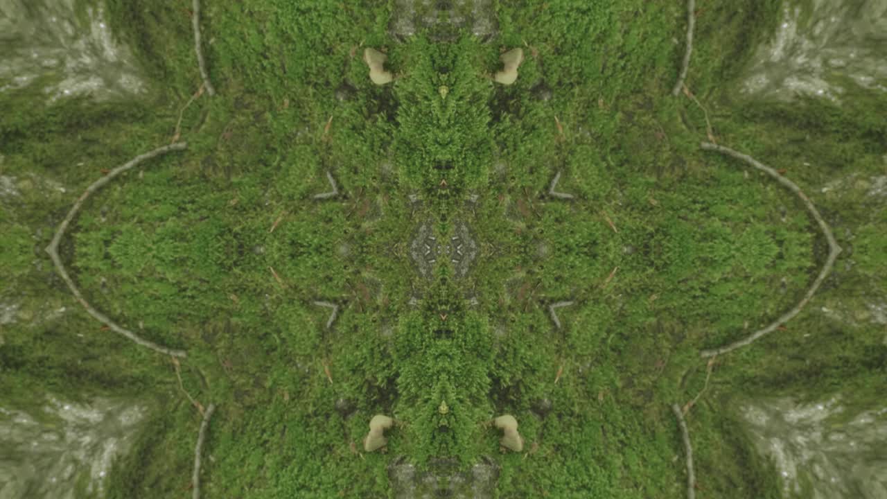 caleidoscopio de vegetación usando imágenes de bosque de wissahickon creek, philadelphia, #9