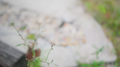 close up of a sprig of grass with a blurred background