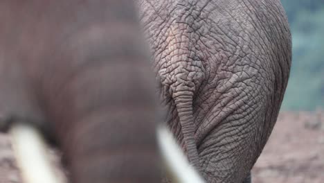 rear of an african savanna elephant covered by face of another elephant walking