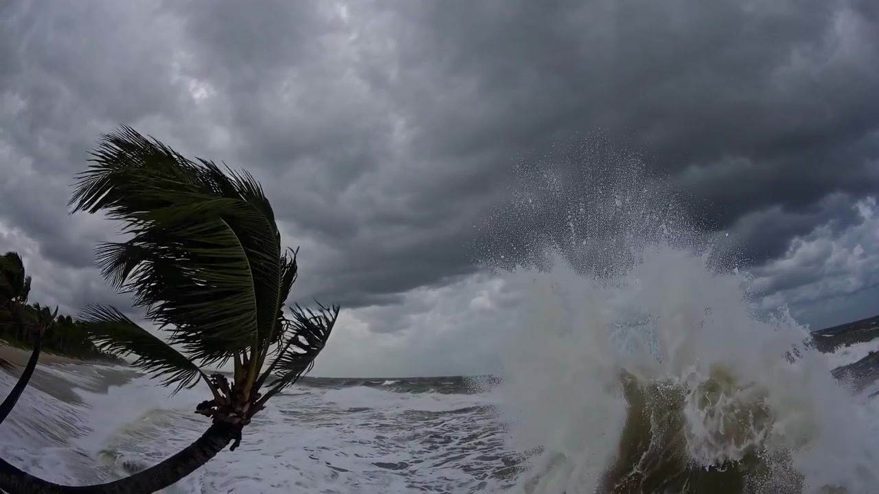 Palm Tree Swaying in Strong Wind During Tropical Storm at Beach