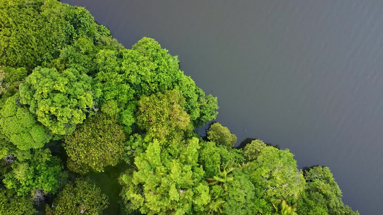 Aerial top down shot of Rainforest Jungle in Mexico with Lake and tropical trees, Yucatan's Peninsula