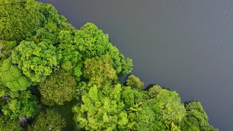 Aerial top down shot of Rainforest Jungle in Mexico with Lake and tropical trees, Yucatan&#039;s Peninsula