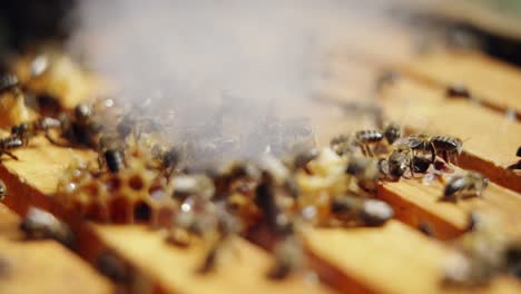 Primer-Plano-Del-Marco-De-Abeja-Cubierto-De-Abejas.