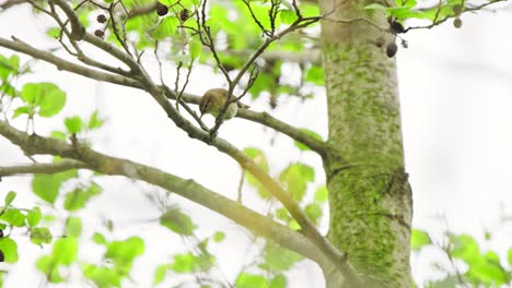 Common-Chiffchaff-hops-up-along-branches-perched-and-watching-as-it-explores