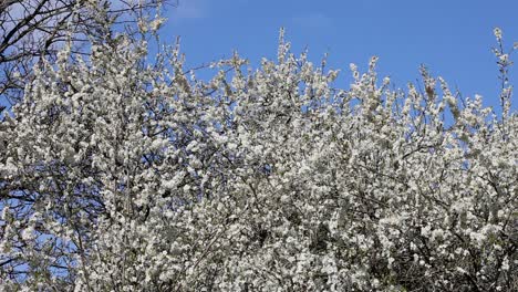 blackthorn tree or sloe, prunus spinosa, in flower