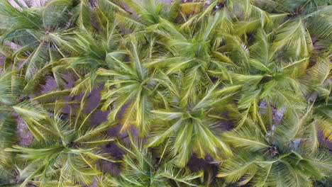 Coconut-trees-from-above-in-Awala-Yalimapo.-Drone-shot-vertical-view