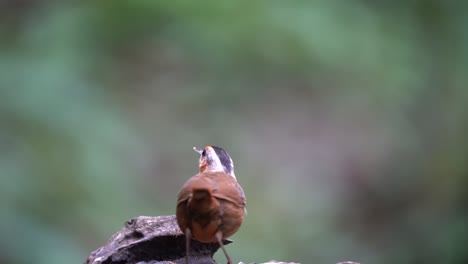 Von-Hinten-Gesehen-Ist-Ein-Ajavan-Schwätzervogel-Mit-Schwarzer-Kappe,-Der-Insekten-Frisst