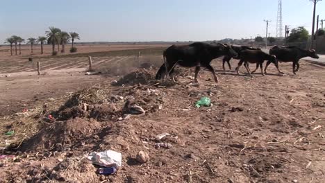 Oxen-pass-along-a-dirt-path-in-Iran-