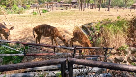 roan antelope in a zoo