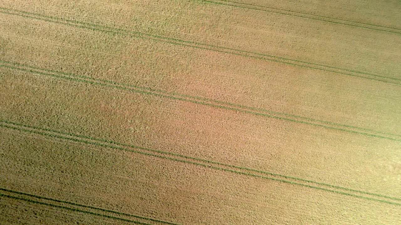vista aérea de campos de cultivo de trigo amarillo y verde en tierras agrícolas