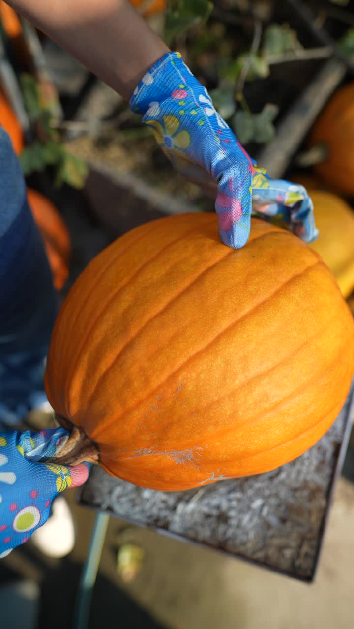 recogiendo una calabaza
