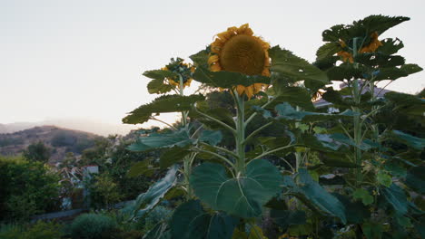 slow motion static wide of large sunflowers in a home garden with hills in the background