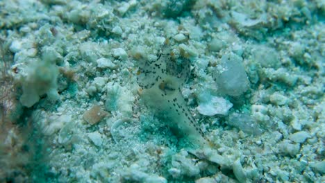 El-Nudibranquio-De-La-Babosa-De-Mar-De-Pikachu-De-Pokemon-Manchado-Se-Encuentra-Pegado-Al-Fondo-Del-Océano