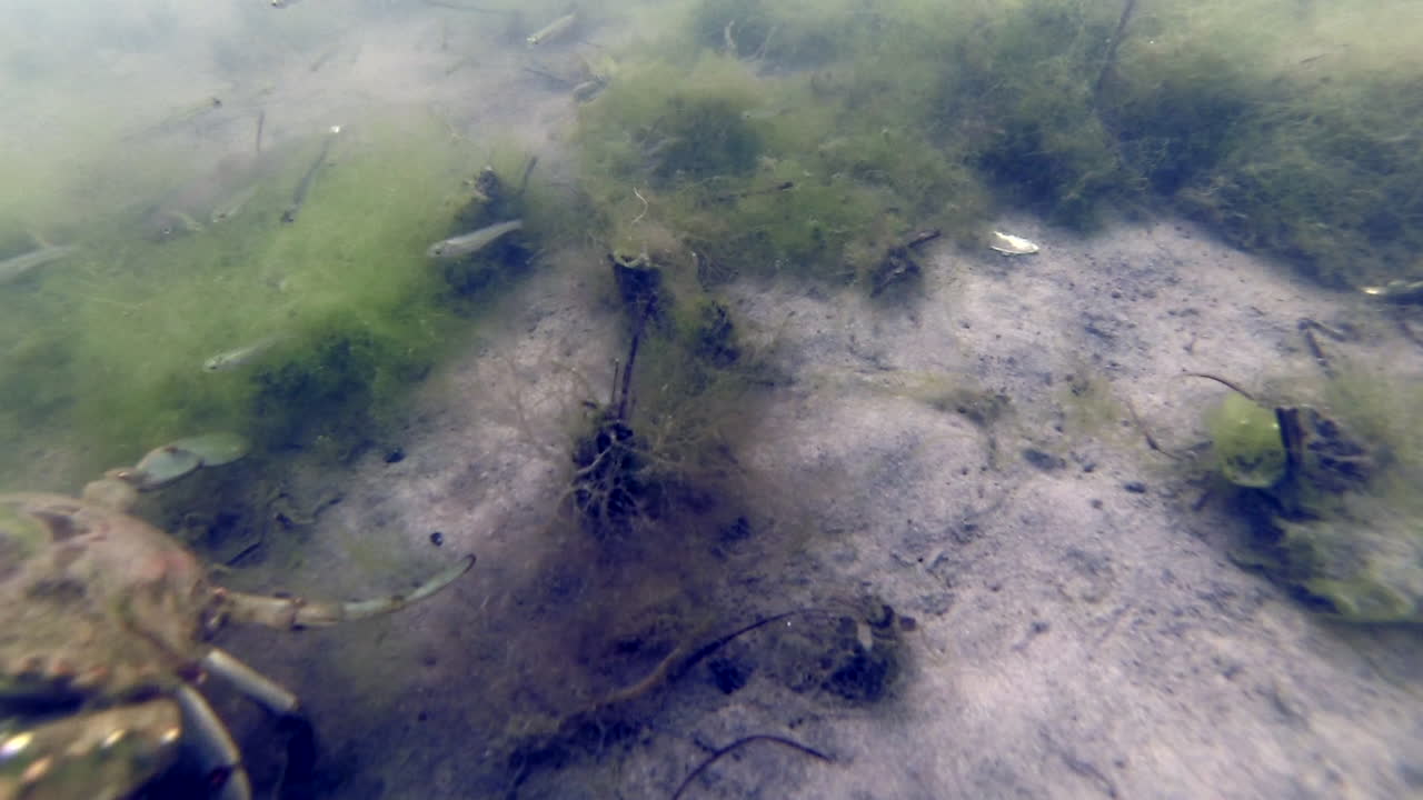 el cangrejo azul atlántico se arrastra bajo el agua en medio de pequeños peces y algas.