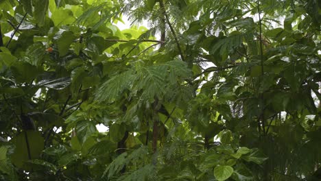 lluvias monzónicas con primer plano sobre plantas y hojas verdes, clima subtropical fiji