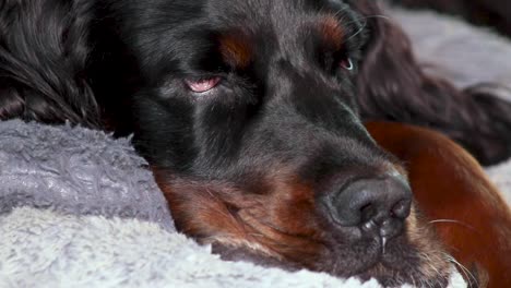 A-Gordon-Setter-enjoying-a-relaxing-afternoon