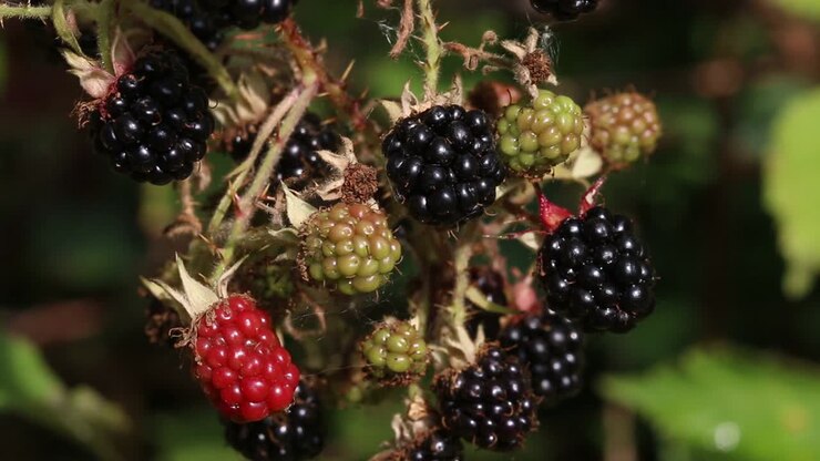 Ripening Blackberries on Bramble plant. Summer. UK