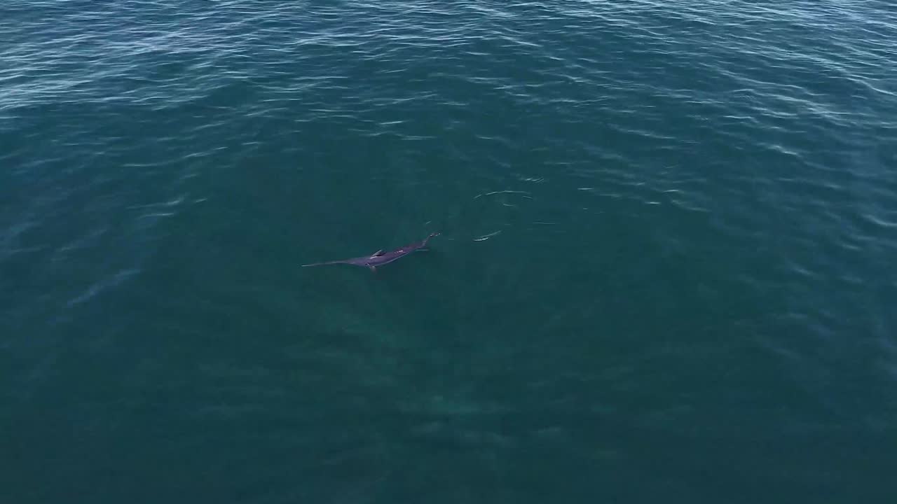 drone view of swordfish swimming on the surface