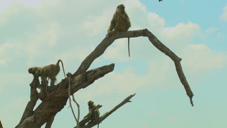 african baboons sit in a tree as a family group