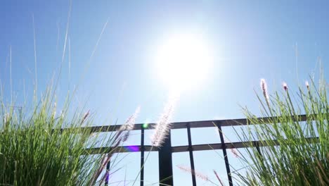 revealing shot of grass swaying in the wind with sun flares coming through