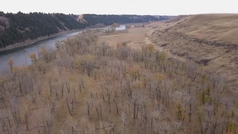 aerial flight over gnarled cottonwood trees in prairie river valley