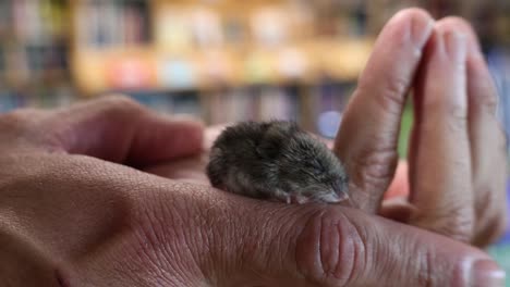 baby mouse in person's hands