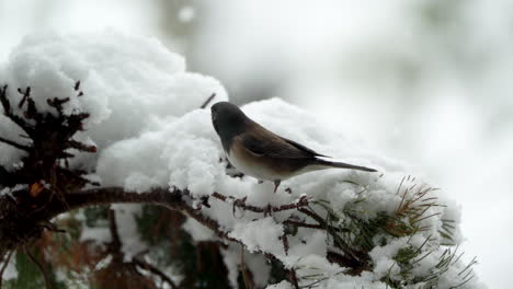 Dunkeläugiger-Junco-Auf-Einem-Ast-Im-Schnee-Im-Winter