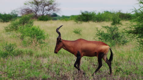 Plano-General-Del-Majestuoso-Hartebeest-Rojo-Caminando-En-El-Monte-Del-Parque-Nacional-Central-De-Kalahari,-Sur-De-África