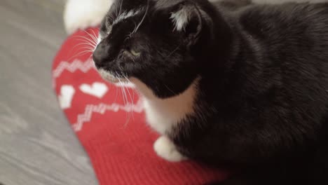 Cosy-black-and-white-cat-resting-on-a-knitted-winter-hat