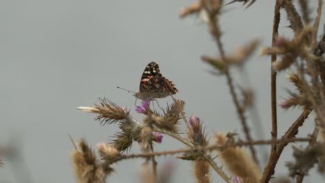 Mariposa-Pintada-Bebiendo-Néctar-De-Un-Cardo